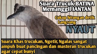 Download lagu Suara trucukan betina memanggil jantan buat pancingan trucukan agar BUNYI NYAUT gacor ROPEL PANJANG