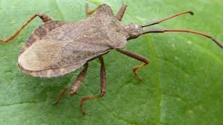 Dock Bugs - Coreus Marginatus - Njólatíta - Runnatíta - Skordýr - Pöddur