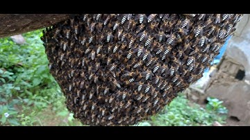 MASSIVE SWARM HONEY BEES