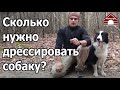 220. Как часто и как долго нужно дрессировать собаку. Сколько заниматься с собакой?