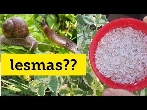 Vídeo: Amônia De Lesmas: Como Criar Amônia Contra Lesmas No Jardim? Características Da Luta Contra Eles Com Um Remédio Popular