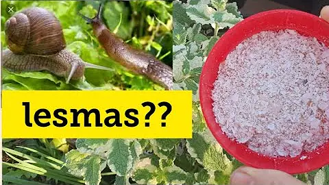 O que causa aparecimento de lesmas?