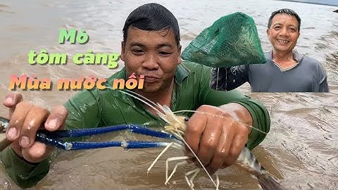 Mùa Nước Nổi về thì tôm càng xanh cũng về theo | Cù Lao Dung Vlogs