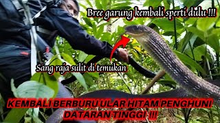 BREE GARUNG KEMBALI BERBURU ULAR HITAM PENGHUNI DATRAN TINGGI #snake KING KOROS !!!