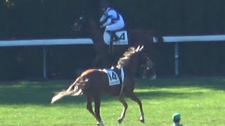 【放馬】放馬2頭に馬体検査 東京競馬場は朝から大忙し‼ 現地映像