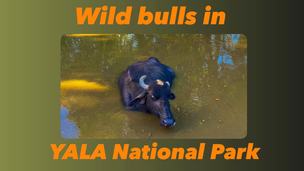 Wild bulls in Yala National park - Inside Yala ep. 01