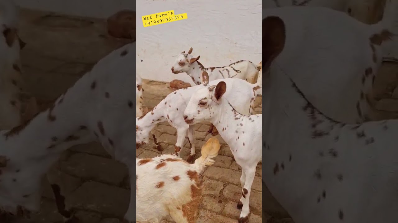  Barbarigoat Barbarigoatfarm Ytshort Shortsvideo Goatfarming Viral Goat 9897937876