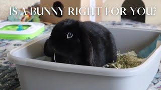 Is a bunny right for you? | PROS and CONS