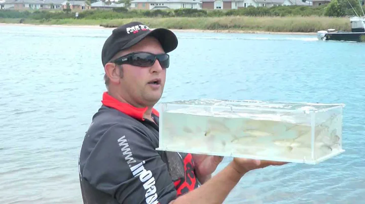 CATCHING  LIVE BAIT   - Patterson River [ Port Phi...