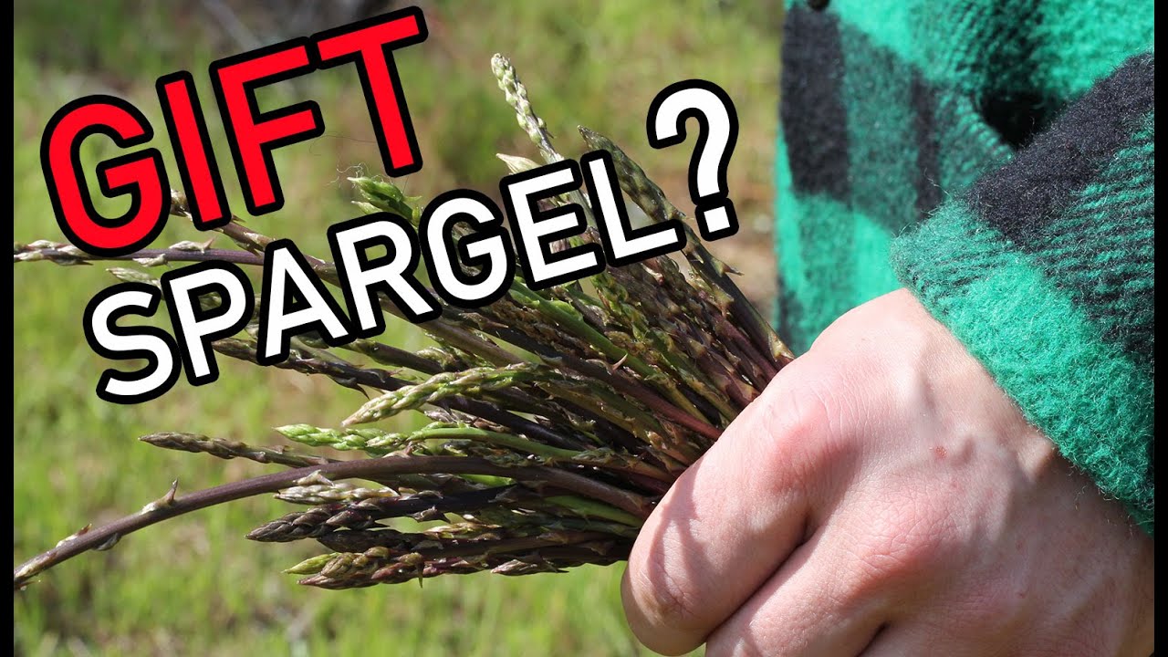 Ist Spargel giftig?  Wild oder verwildert? Und wo findet man das Königsgemüse in der Natur?
