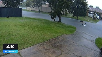 Reolink Captures: A Kangaroo in the Rain (4K)