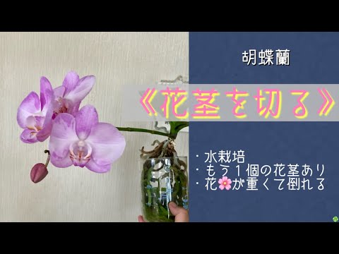 2024年2月1日 中大輪10cmのピンク色胡蝶蘭 訳あって切ります