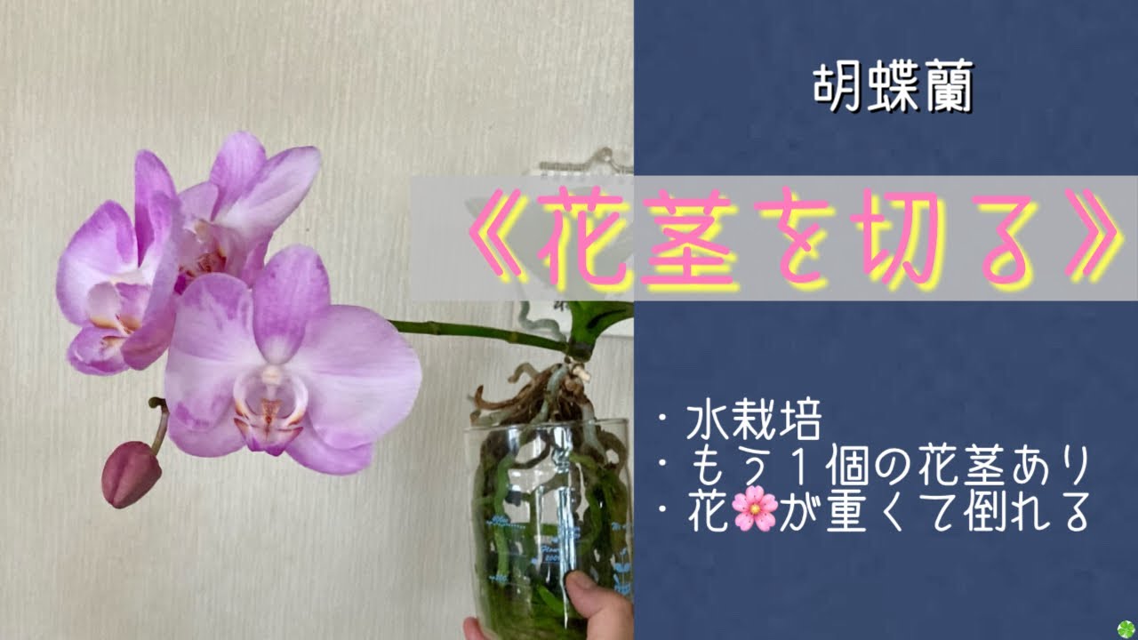 ハワイ三郎デザイン24金ハワイ産オーケットの生花です