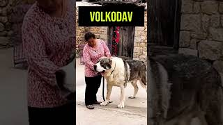 What A Beast-Volkodav Dog Alabai