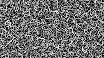 Physarum (Slime Mold) Simulation