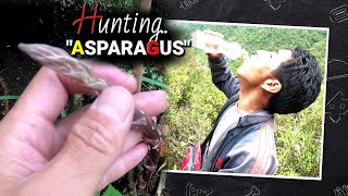 Searching Asparagus in jungle || Nepali Asparagus.