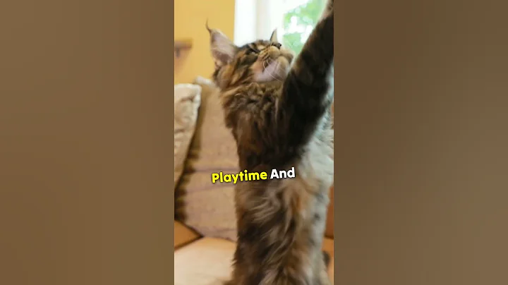 Most Common Mistakes Cat Owners Make - DayDayNews
