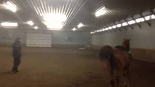 Chestnut Half Arabian Gelding for Sale