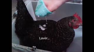 Comment se laver les poules ?