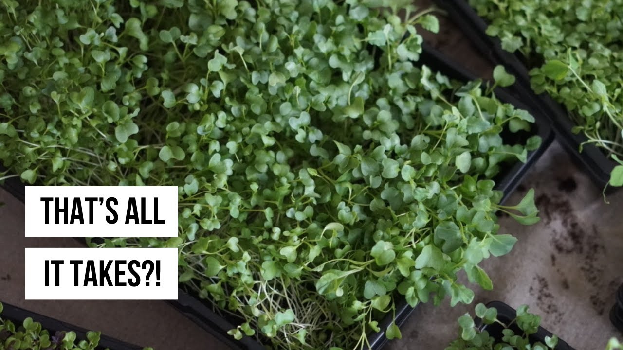 All You Need to Grow Microgreens from Start to Finish