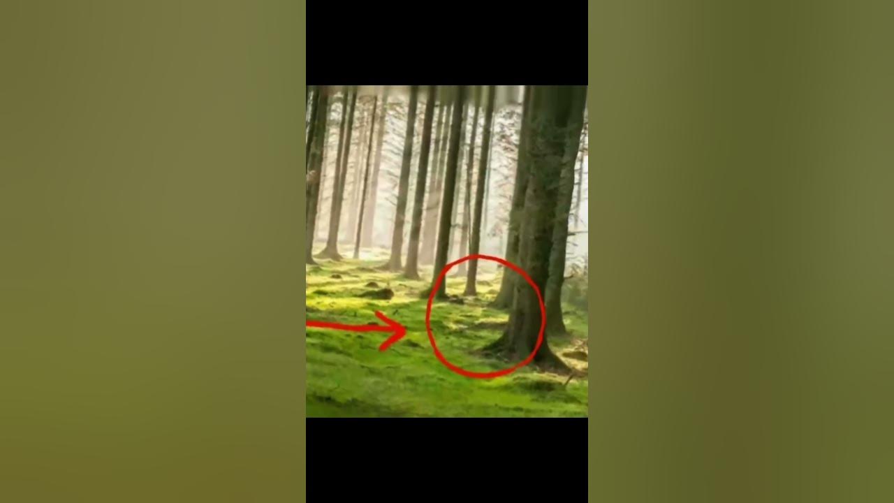 if-aliens-arent-real-explain-this-crazy-proof-on-aliens-from-joe-rogan