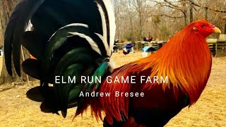 ELM RUN GAME FARM || the best farm owned by andrew bresee screenshot 5