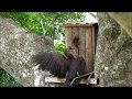 Crowned Hornbill feeding chicks