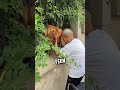 “A Grandpa and His Best Friend’s Daily Meet-Up 🐶👴”#dog