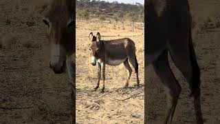 Donkey Has Something urgent to Say || viralHog