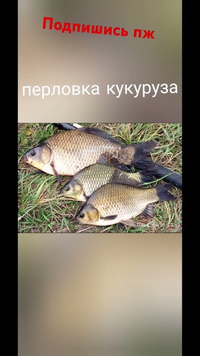 на что клюет карась#рыбалка#карпфишинг#карась#рыба - YouTube
