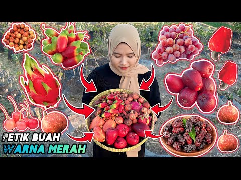 Video: Kebun Buah Berdaging Merah – Menanam Buah Berwarna Merah Didalamnya