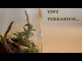 IKEA Bottle Mini Terrarium | DIY Plant Art