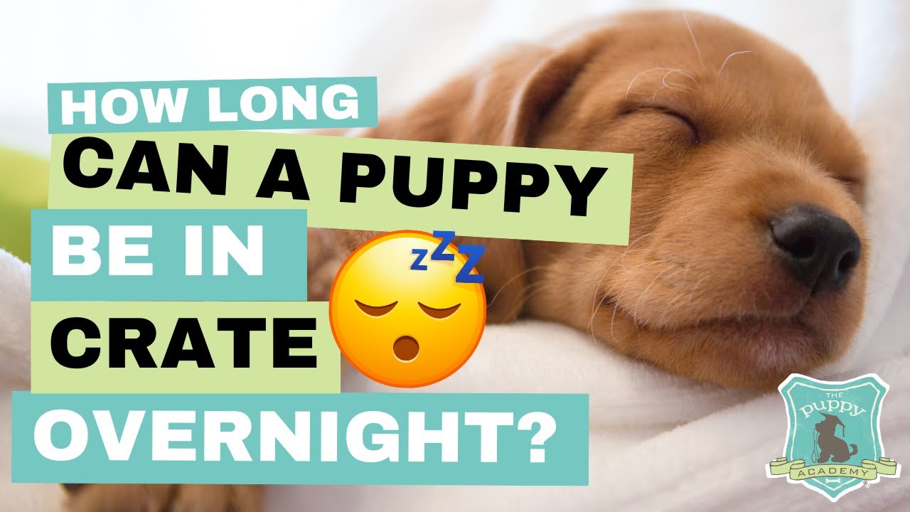 How Long Can A Puppy Be In Crate Overnight YouTube