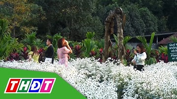 Rực rỡ mùa hoa cúc họa mi tại Ninh Bình | THDT