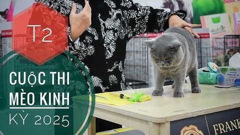 T2: Sôi Động - Chung Kết Cuộc Thi Mèo Kinh Kỳ / Cat Show 2025