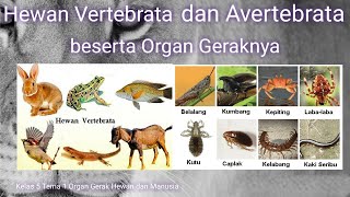 Hewan Vertebrata dan Avertebrata (Invertebrata)