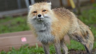 Felix, the tree fox, get a donation box!
