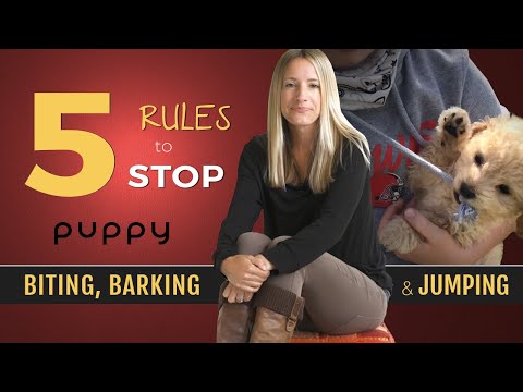 How to Stop Puppy Biting, Barking and Jumping