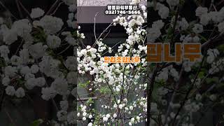 영종도 우미린2단지 벚꽃 두번째 이야기 #여행 #인천공항 #부동산 #영종도 #아파트 #우미린 #힐링 #매물접수#shorts