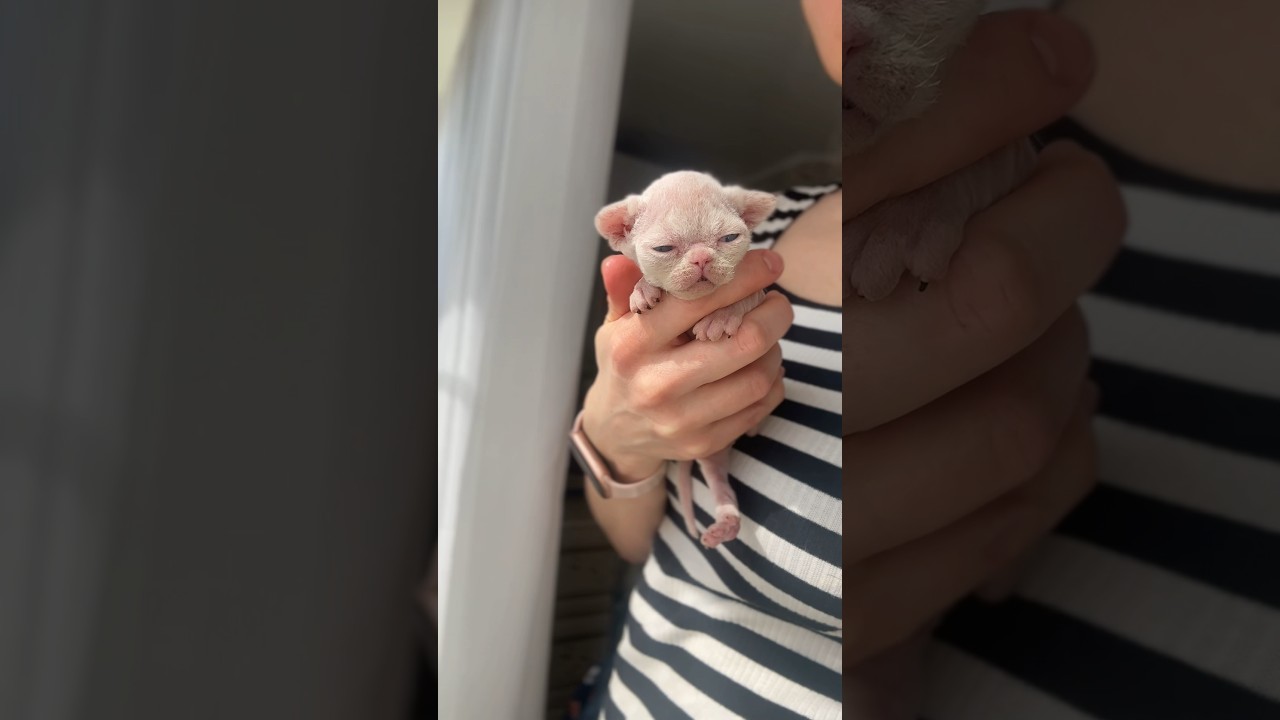 A kitten like an owl🦉 