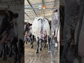 🐄🔥 | Premium Cattle