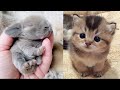 AWW Animals SOO Cute Cute Baby Animals Videos Compilation Cute Moment Of The Animals 30 2025