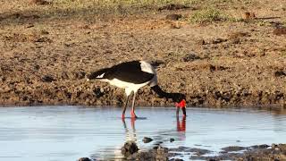 Saddle Billed Stork Fishing by Wildest Kruger Sightings 486 views 8 days ago 1 minute, 6 seconds