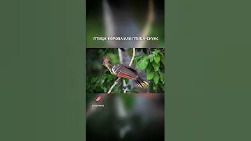 Птица-корова или птица-скунс  - интересные факты о птицах