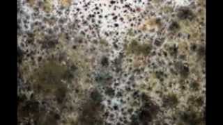 Water Damage Restoration