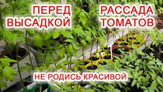 Рассада Томатов перед высадкой. 62-х дневная рассада 10 Мая 2024 года.