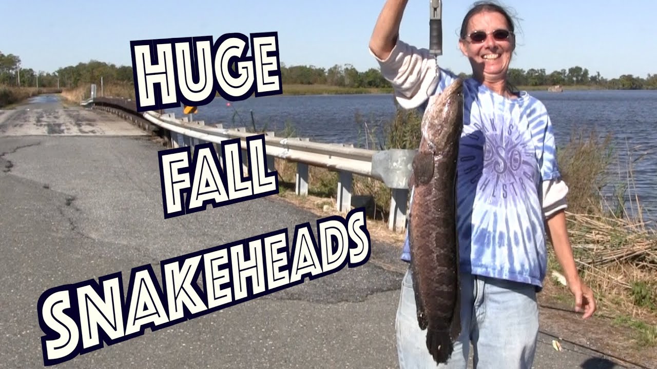 Snakehead Fishing in Maryland