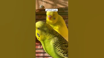 #سورة_الإخلاص #فضل السورة في مربع التعليقات #التوحيد #طيور #البادجي #quran #birds #budgies #america