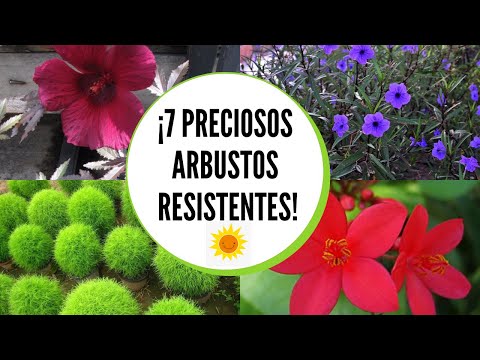 Arbustos para exterior resistentes al sol / Arbustos con flores resistentes al sol