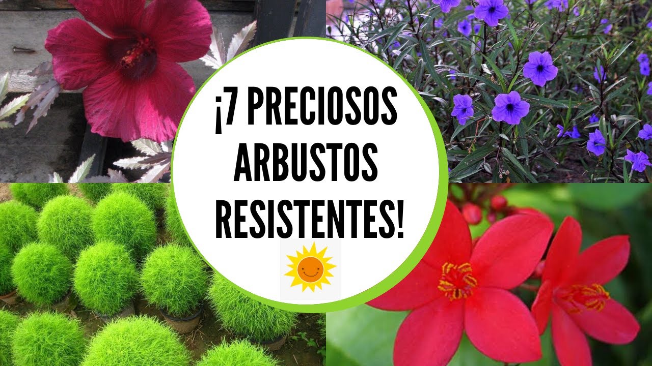 Arbustos para exterior resistentes al sol / Arbustos con flores